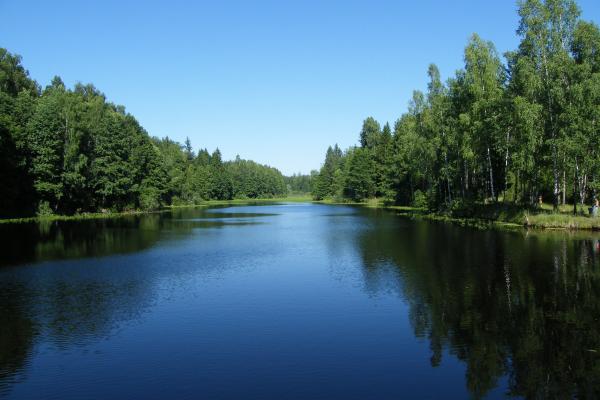 Лесное